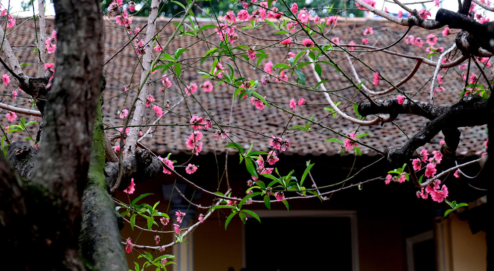 Ngắm cây đào siêu to khổng lồ ở Bắc Giang nở đầy hoa đỏ rực - Ảnh 5. Ngắm cây đào siêu to khổng lồ ở Bắc Giang nở đầy hoa đỏ rực - Ảnh 5.