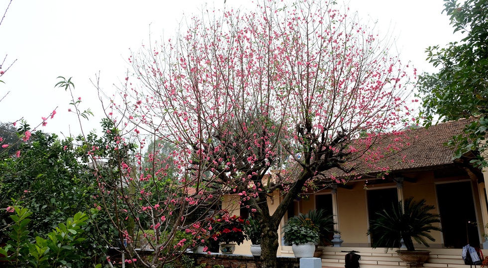 Ngắm cây đào siêu to khổng lồ ở Bắc Giang nở đầy hoa đỏ rực - Ảnh 6. Ngắm cây đào siêu to khổng lồ ở Bắc Giang nở đầy hoa đỏ rực - Ảnh 6.