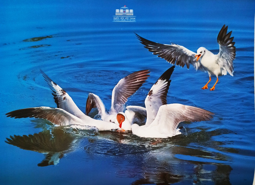 Khoảnh khắc thiên nhiên lên lịch Quốc hội 2020 - Ảnh 4. Khoảnh khắc thiên nhiên lên lịch Quốc hội 2020 - Ảnh 4.