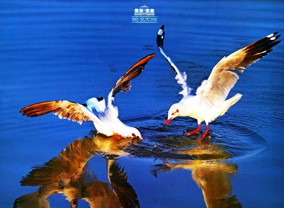 Khoảnh khắc thiên nhiên lên lịch Quốc hội 2020 - Ảnh 6. Khoảnh khắc thiên nhiên lên lịch Quốc hội 2020 - Ảnh 6.
