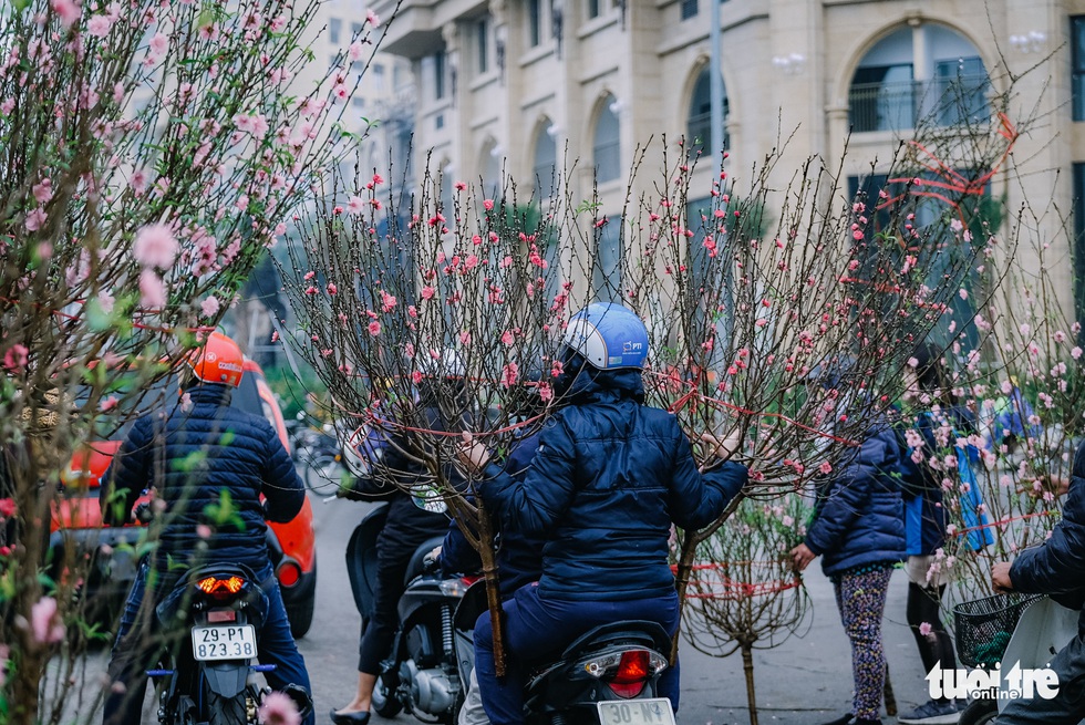 Chuột vàng ‘cõng’ đào Nhật Tân hút khách ngày cận tết - Ảnh 6. Chuột vàng ‘cõng’ đào Nhật Tân hút khách ngày cận tết - Ảnh 6.