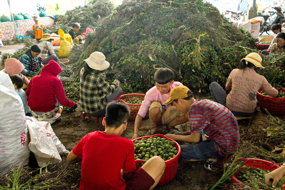 Nhộn nhịp mùa cau ở Tiên Phước, Quảng Nam - Ảnh 6.