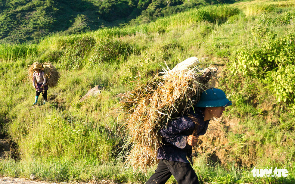 Mùa gặt hạt vàng ở ruộng bậc thang Y Tý - Ảnh 3.