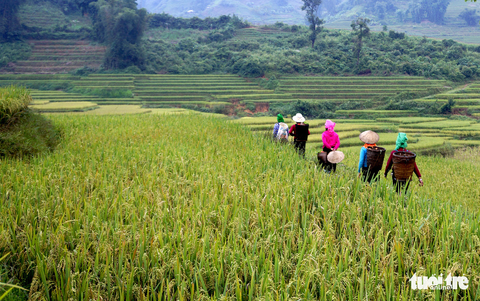 Mùa gặt hạt vàng ở ruộng bậc thang Y Tý - Ảnh 11.