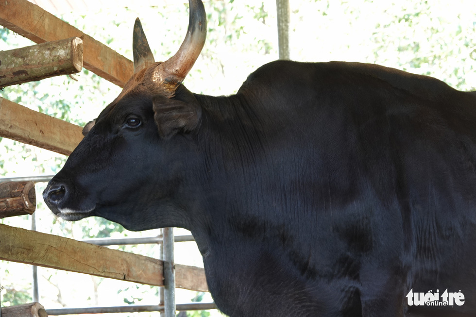 Ninh Thuan gaur's herds are recovering quickly, getting fatter every day - Photo 6.