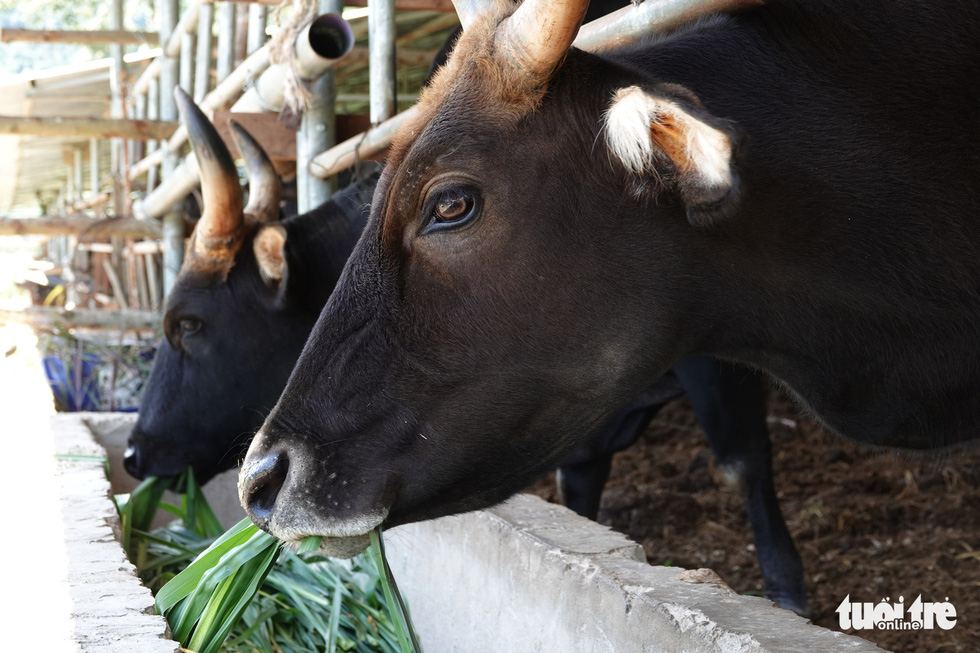Bầy bò tót lai Ninh Thuận hồi phục nhanh, mập lên từng ngày - Ảnh 7.