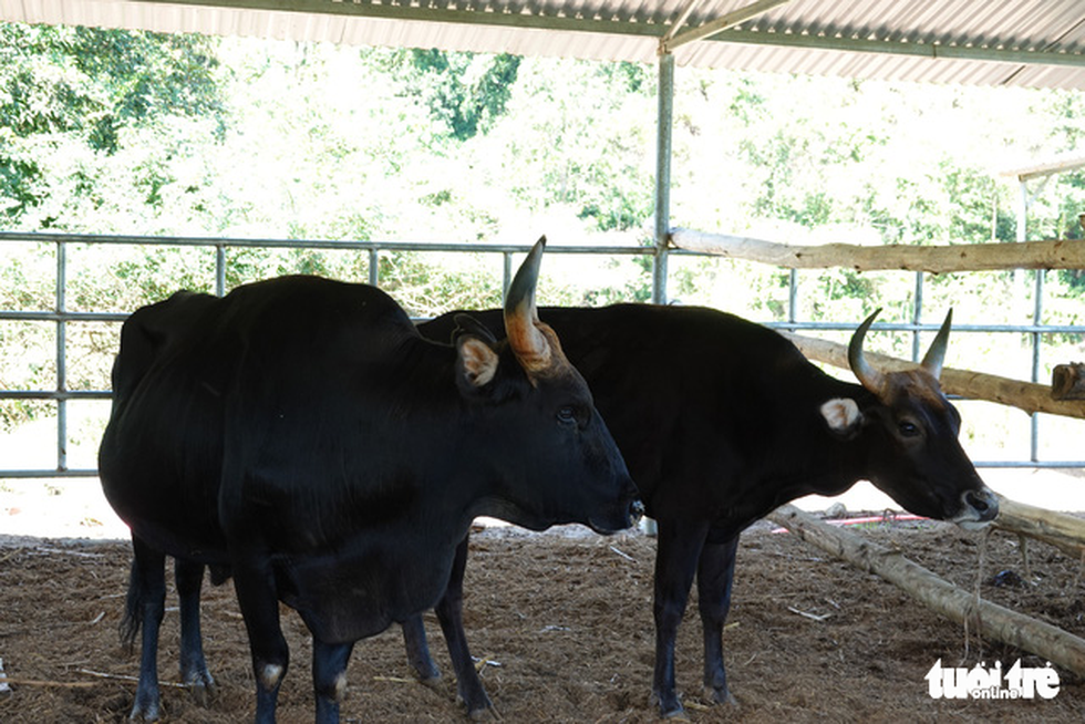 Bầy bò tót lai Ninh Thuận hồi phục nhanh, mập lên từng ngày - Ảnh 1.