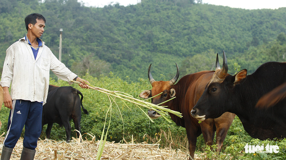 Một thập niên bò tót về làng - Ảnh 6.