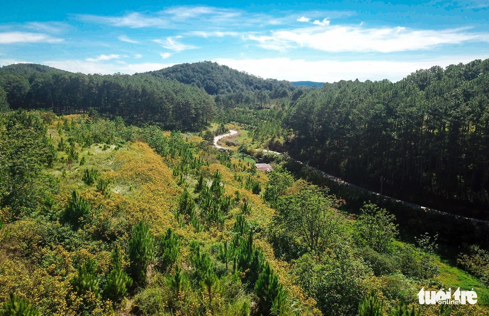 Anemone covered with gold on the hillside of suburban Da Lat - Photo 3.