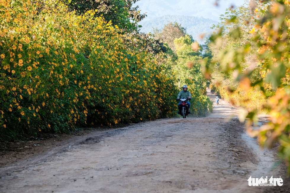 Anemone covered with gold on the hillside of the suburbs of Da Lat - Photo 7.