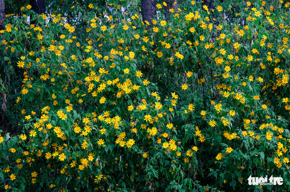 Anemones covered in gold on the hillside of suburban Da Lat - Photo 11.