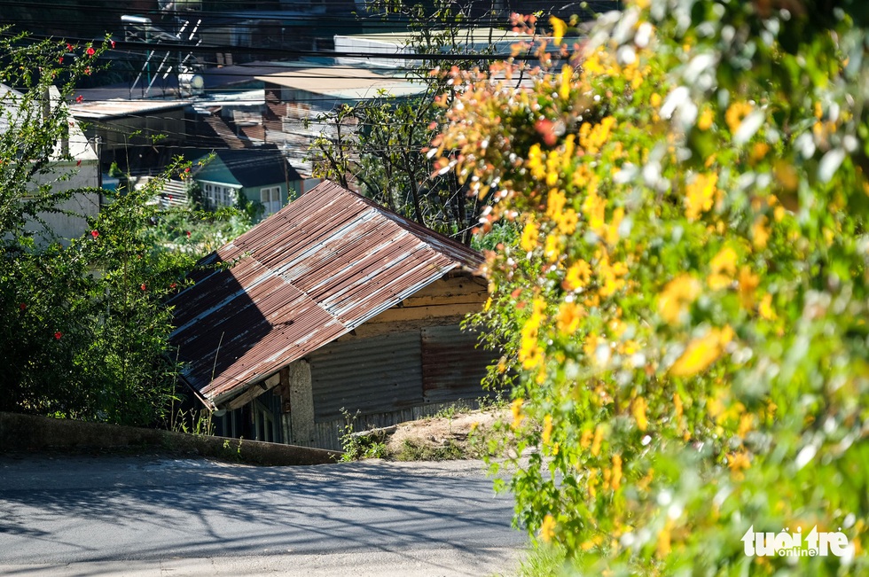 Anemones covered with gold on the hillside of suburban Da Lat - Photo 5.