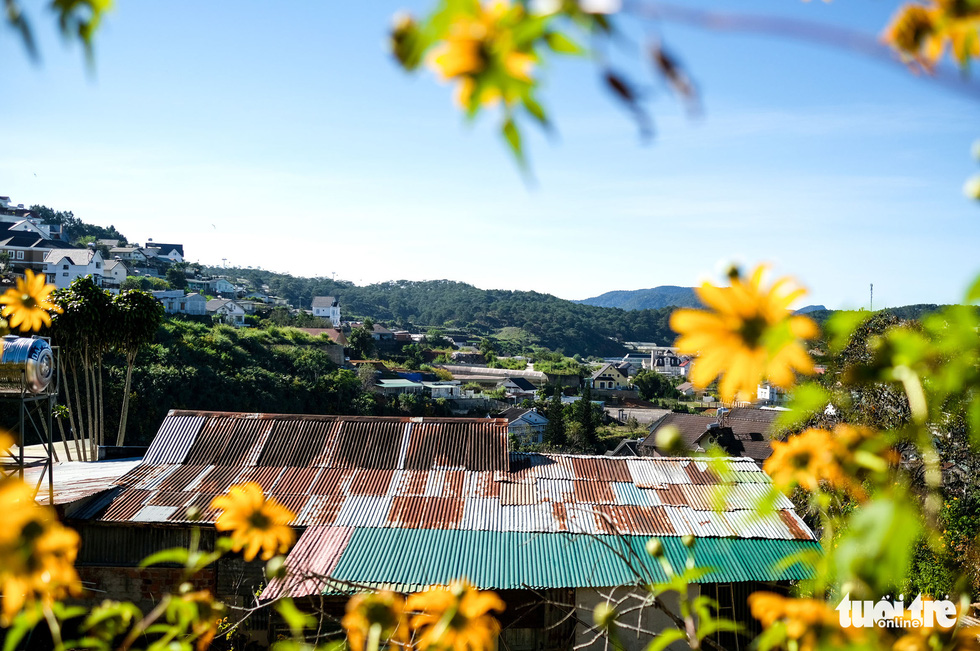 Field anemones covered with gold in the hillside suburbs of Da Lat - Photo 10.