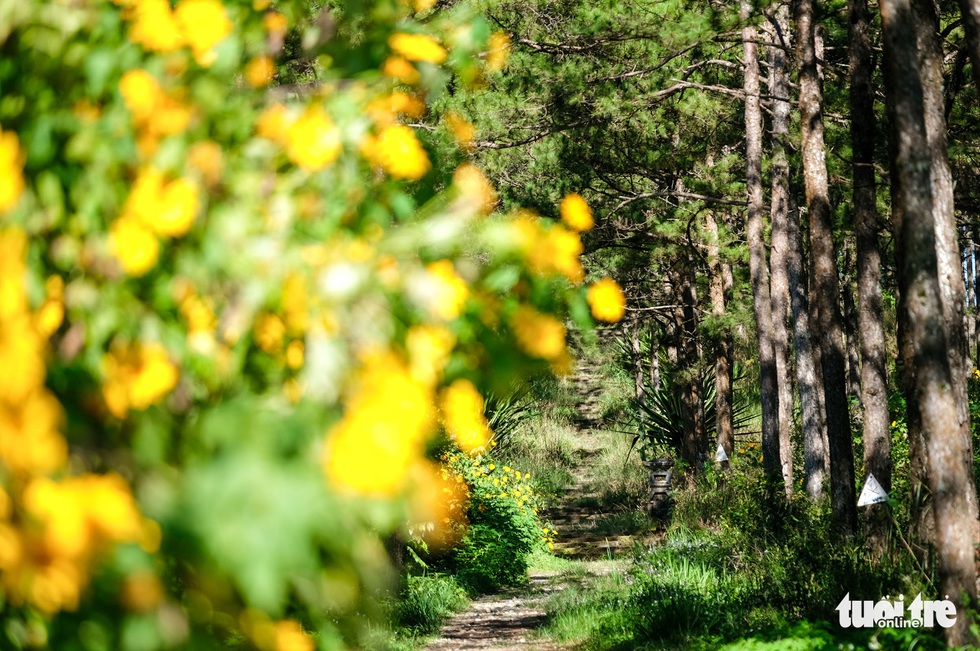 Anemones covered in gold on the hillside of suburban Da Lat - Photo 9.