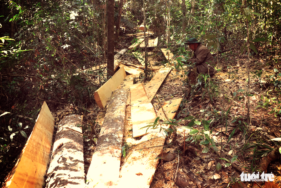 Rừng bạch tùng cổ thụ bị đốn hạ, phát hiện gỗ cùng loại ở nhà tổ trưởng bảo vệ rừng - Ảnh 3.