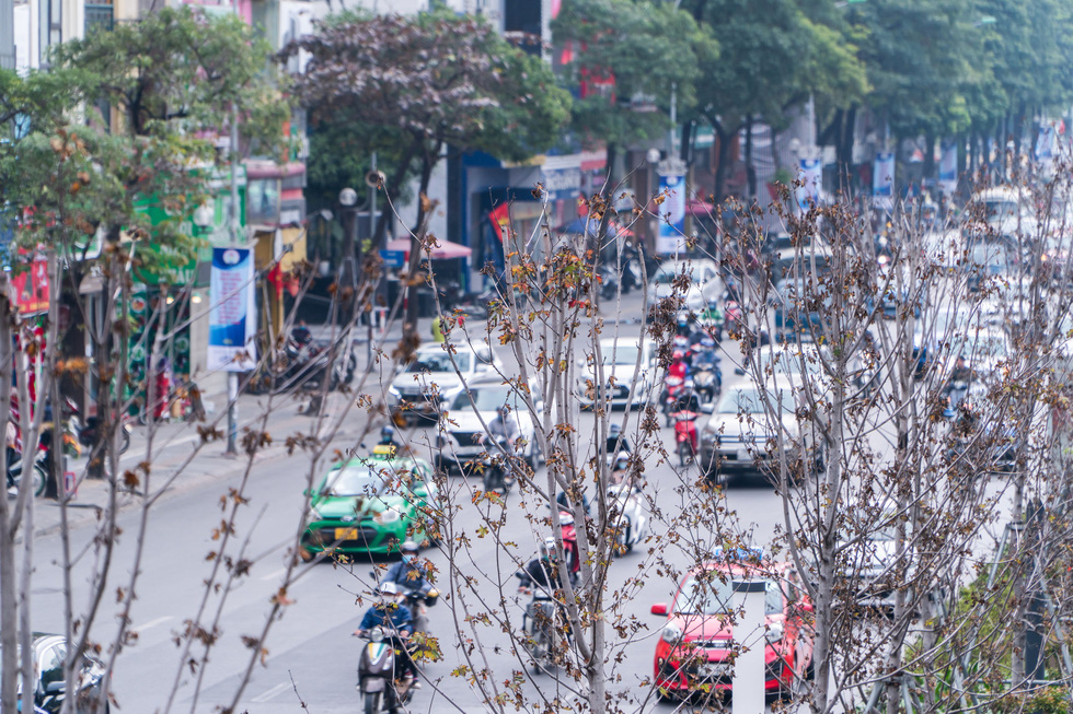 Hàng cây phong lá đỏ chết khô ở tuyến đường được kỳ vọng lãng mạn nhất Hà Nội - Ảnh 3.