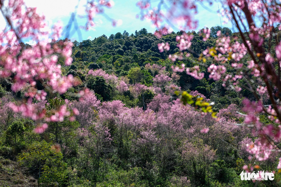 Cherry blossoms bloom brilliantly from the inner city to the suburbs of Da Lat - Photo 10.