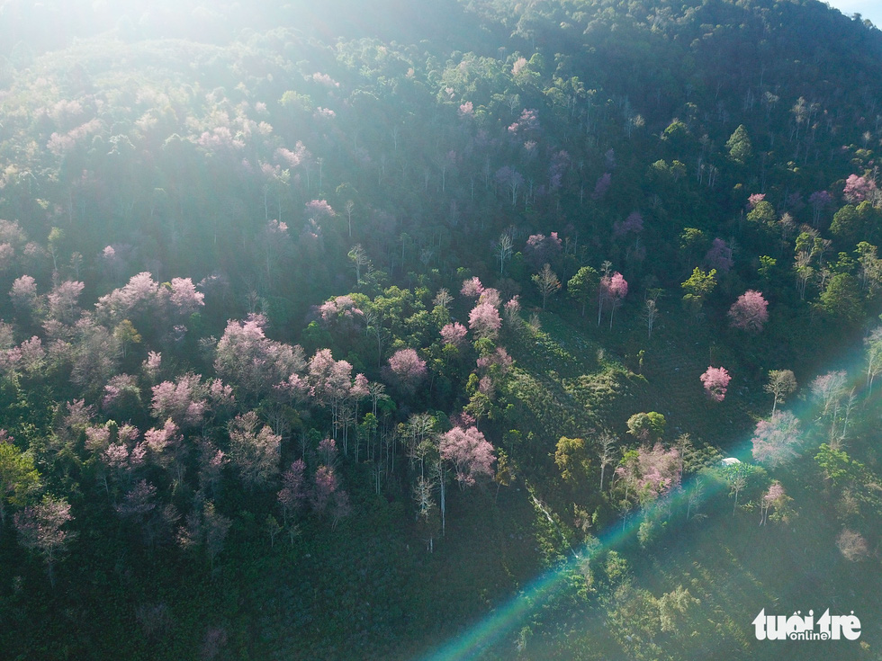 Cherry blossoms bloom brilliantly from the inner city to the suburbs of Da Lat - Photo 1.