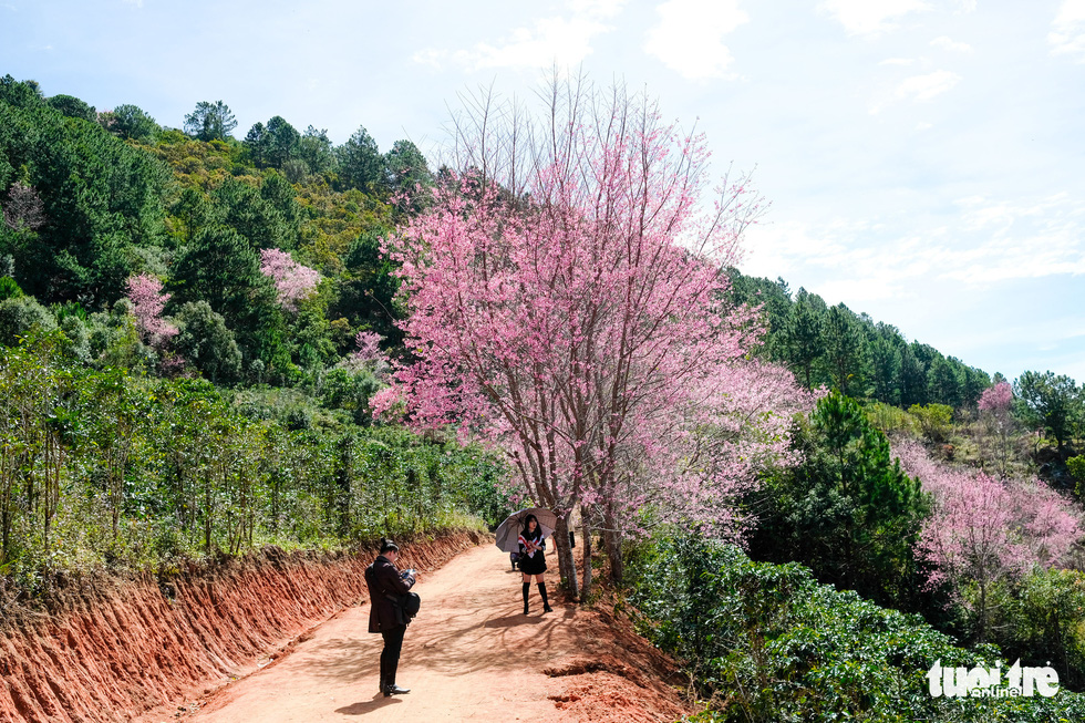 Cherry blossoms bloom brilliantly from the inner city to the suburbs of Da Lat - Photo 4.