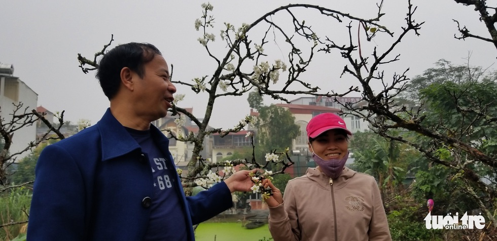 Cành lê trắng tinh khôi, giá tiền triệu hút khách thủ đô - Ảnh 7. Cành lê trắng tinh khôi, giá tiền triệu hút khách thủ đô - Ảnh 7.