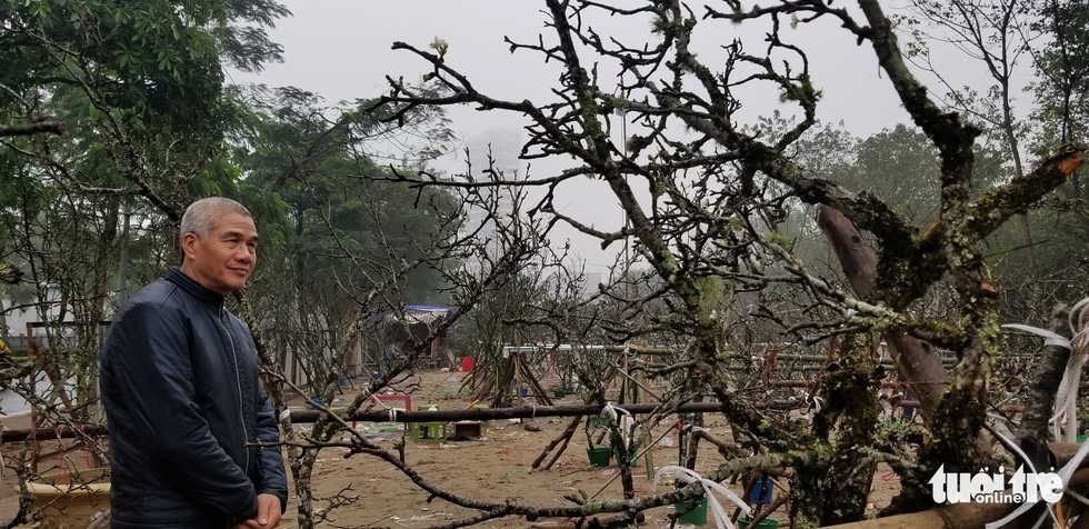 Cành lê trắng tinh khôi, giá tiền triệu hút khách thủ đô - Ảnh 6. Cành lê trắng tinh khôi, giá tiền triệu hút khách thủ đô - Ảnh 6.