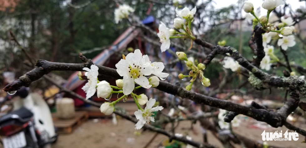 Cành lê trắng tinh khôi, giá tiền triệu hút khách thủ đô - Ảnh 1. Cành lê trắng tinh khôi, giá tiền triệu hút khách thủ đô - Ảnh 1.