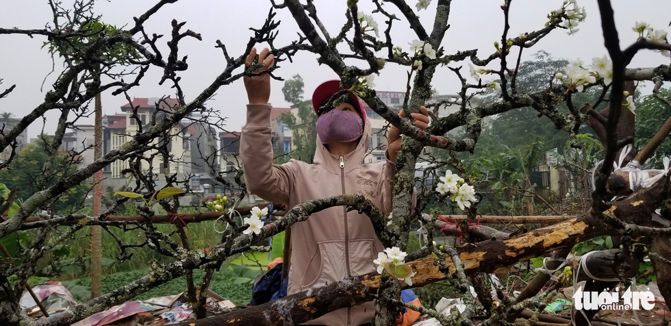 Cành lê trắng tinh khôi, giá tiền triệu hút khách thủ đô - Ảnh 3. Cành lê trắng tinh khôi, giá tiền triệu hút khách thủ đô - Ảnh 3.