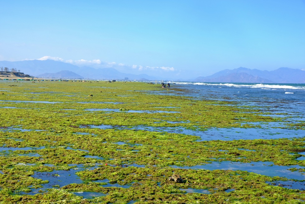 Chiêm ngưỡng bãi rêu xanh tuyệt đẹp ở Ninh Thuận - Ảnh 2.