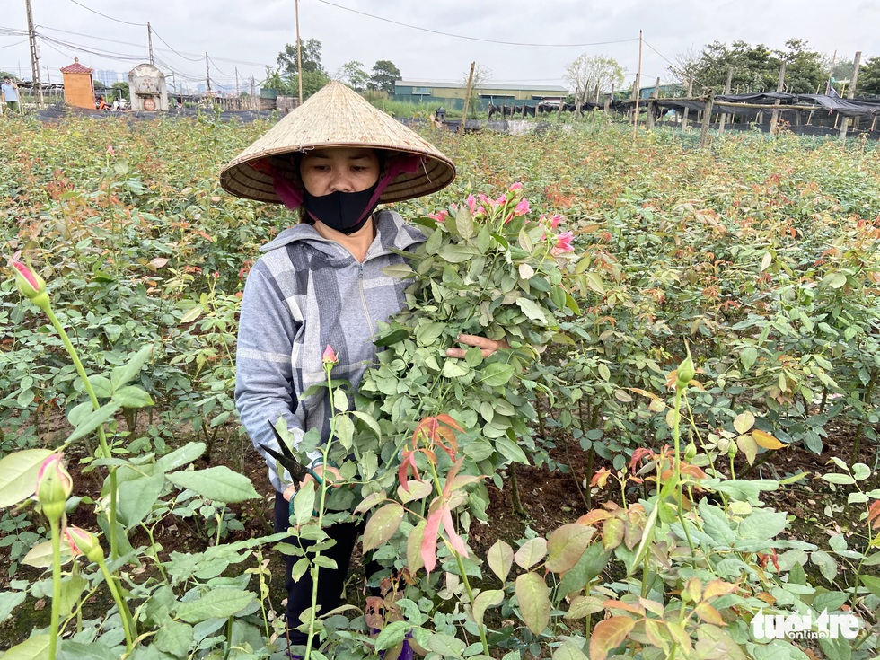 Cắt bỏ vườn hoa đổ ra đường đê - Ảnh 7. Cắt bỏ vườn hoa đổ ra đường đê - Ảnh 7.
