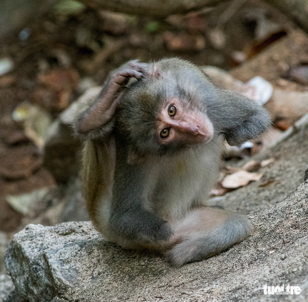 Disconsolate, crippled and wounded monkeys in Son Tra - Photo 1.