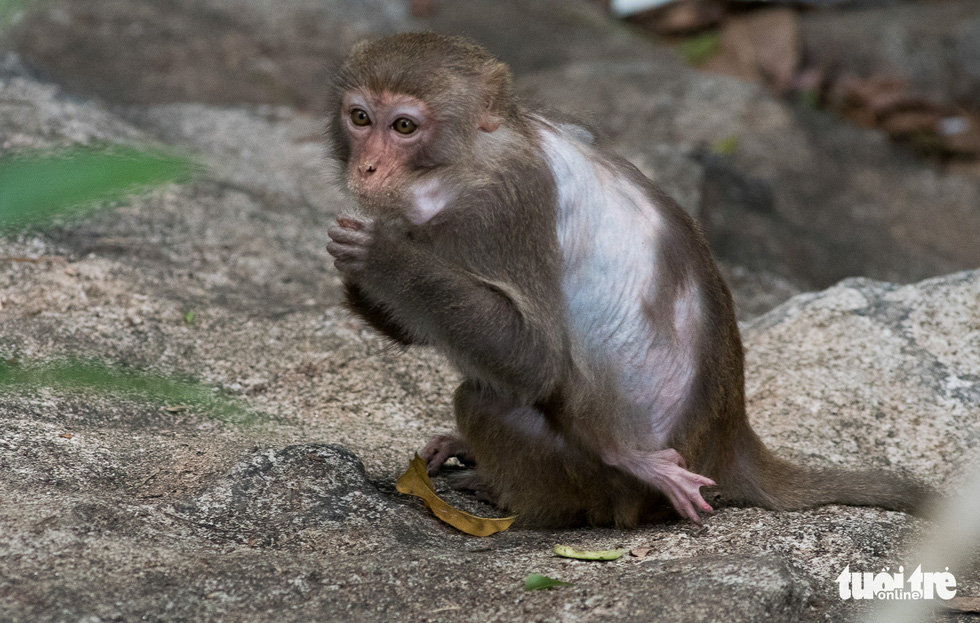 Beating the injured and crippled monkeys in Son Tra - Photo 4.