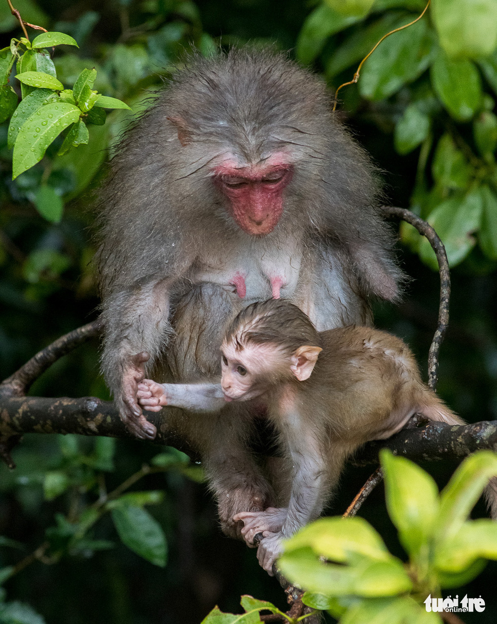 Disconsolate, crippled and wounded monkeys in Son Tra - Photo 3.