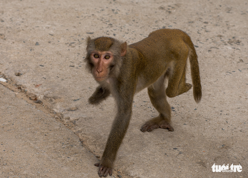 Disconsolate, crippled and wounded monkeys in Son Tra - Photo 6.