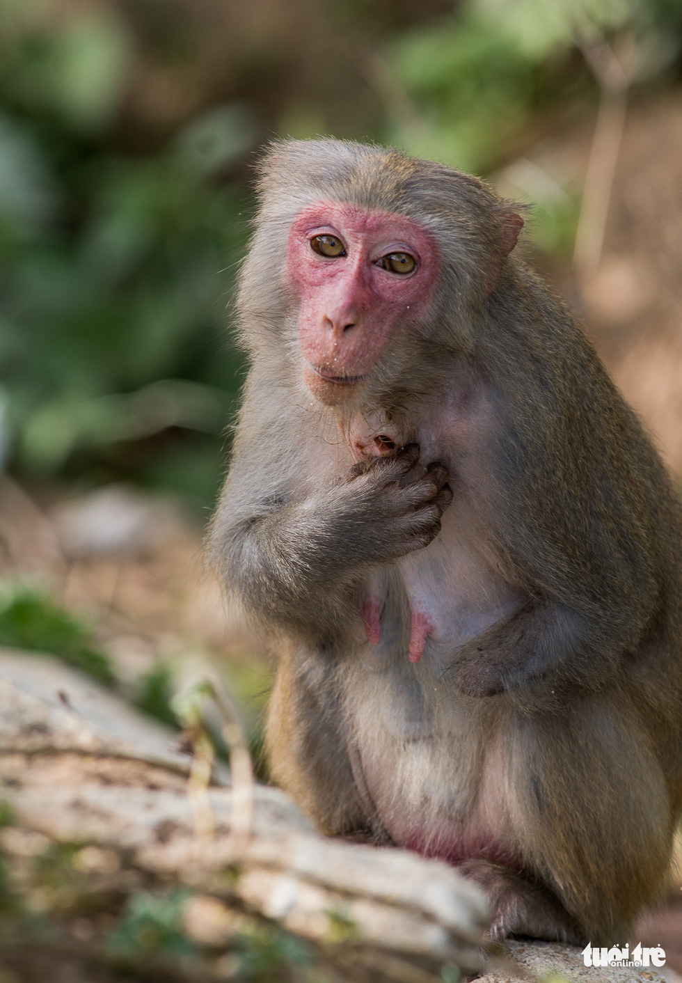 Disconsolate, crippled and wounded monkeys in Son Tra - Photo 5.