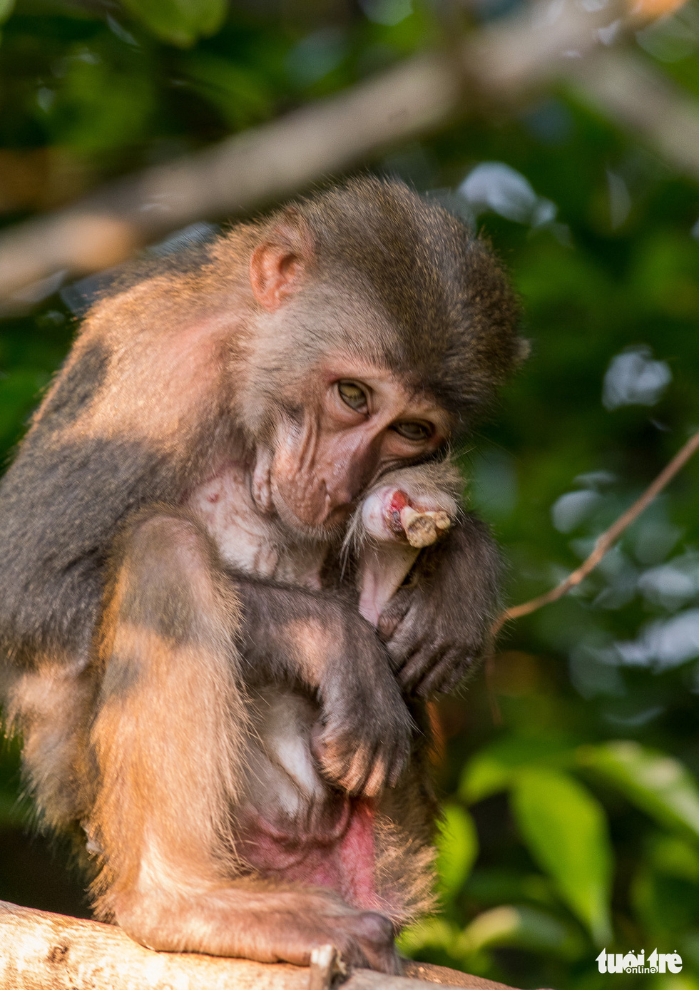 Disconsolate, crippled and wounded monkeys in Son Tra - Photo 2.