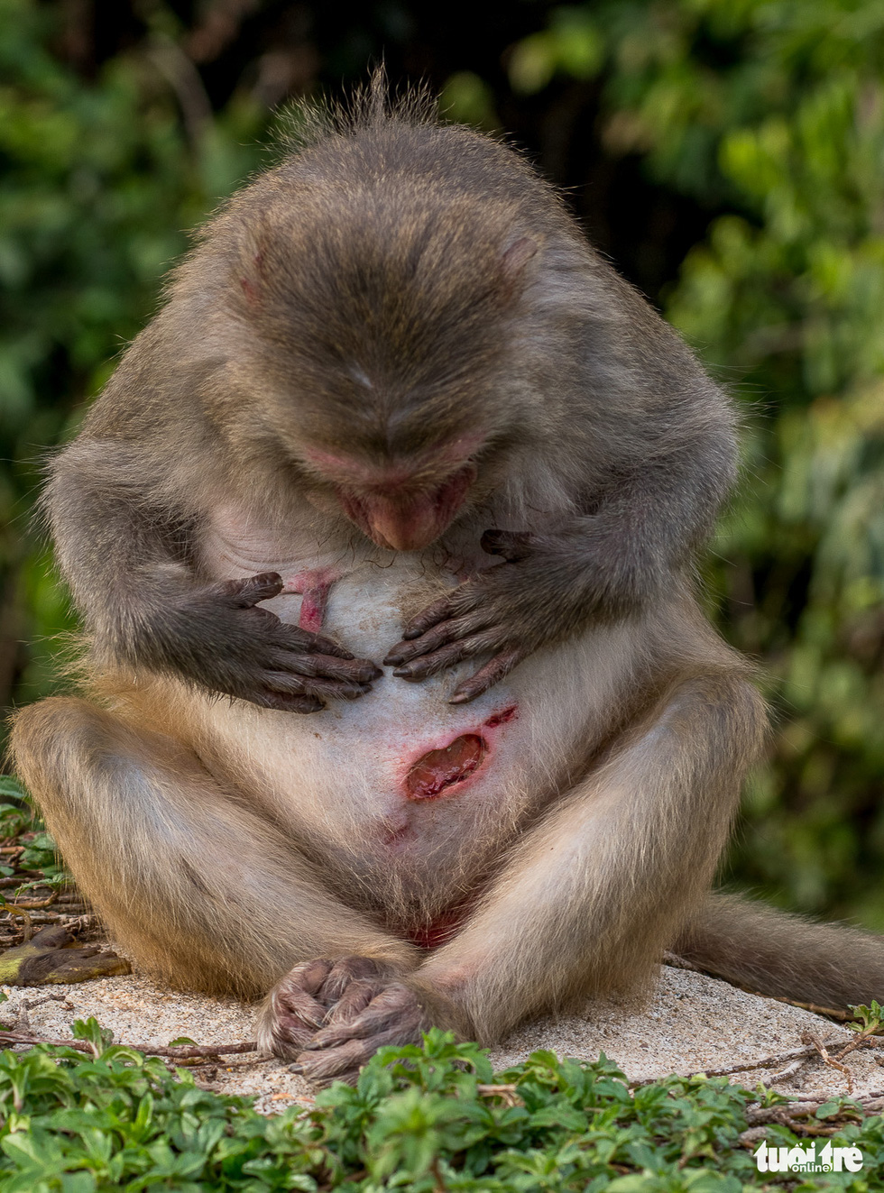 Disconsolate, crippled and wounded monkeys in Son Tra - Photo 7.