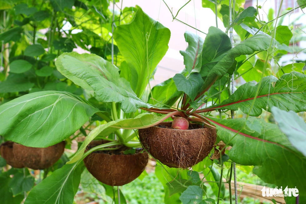 Đôi vợ chồng ở Sài Gòn biến khu đất 273m² thành vườn rau đầy cây trái sau thời gian cách ly - Ảnh 5.
