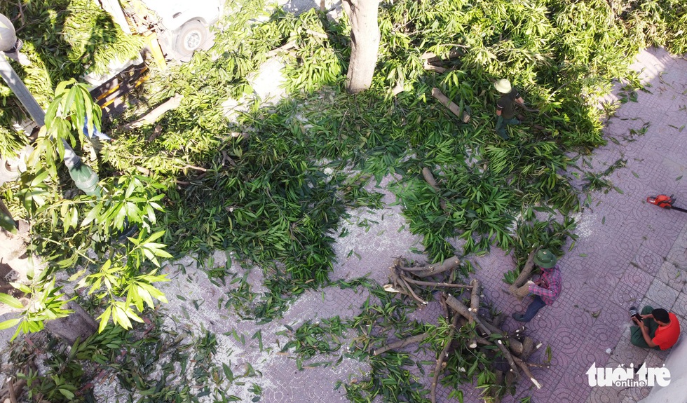 Hàng loạt cây xanh thành phố Vinh bị vặt trụi trong nắng nóng 40 độ - Ảnh 5. Hàng loạt cây xanh thành phố Vinh bị vặt trụi trong nắng nóng 40 độ - Ảnh 5.