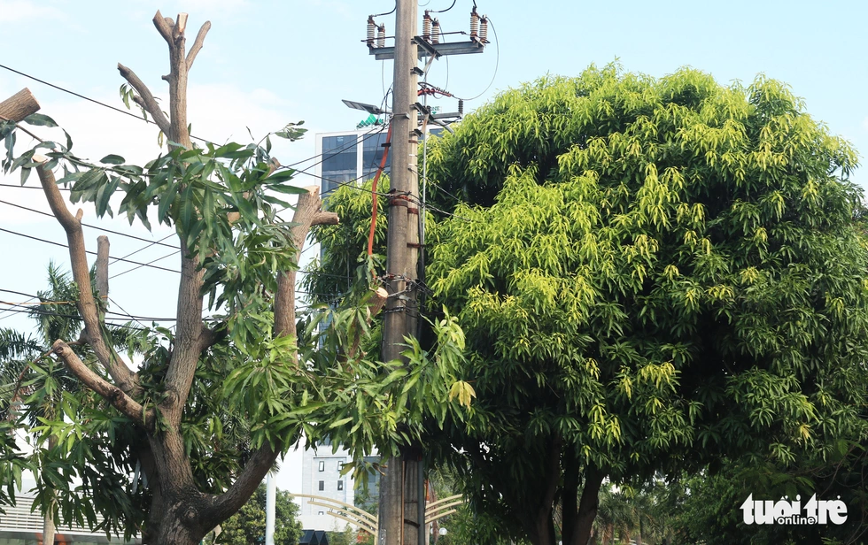 Hàng loạt cây xanh thành phố Vinh bị vặt trụi trong nắng nóng 40 độ - Ảnh 7. Hàng loạt cây xanh thành phố Vinh bị vặt trụi trong nắng nóng 40 độ - Ảnh 7.