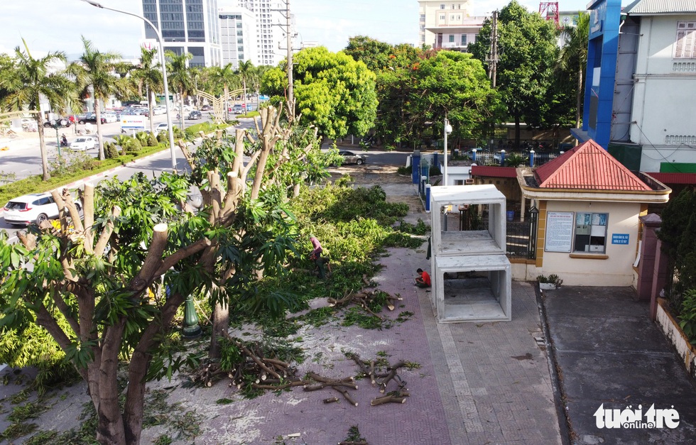 Hàng loạt cây xanh thành phố Vinh bị vặt trụi trong nắng nóng 40 độ - Ảnh 4. Hàng loạt cây xanh thành phố Vinh bị vặt trụi trong nắng nóng 40 độ - Ảnh 4.