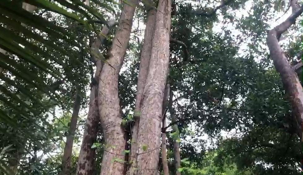 Chuẩn bị chặt hàng ngàn cây dầu tự nhiên ở Côn Đảo để làm khu tái định cư - Ảnh 4. Chuẩn bị chặt hàng ngàn cây dầu tự nhiên ở Côn Đảo để làm khu tái định cư - Ảnh 4.