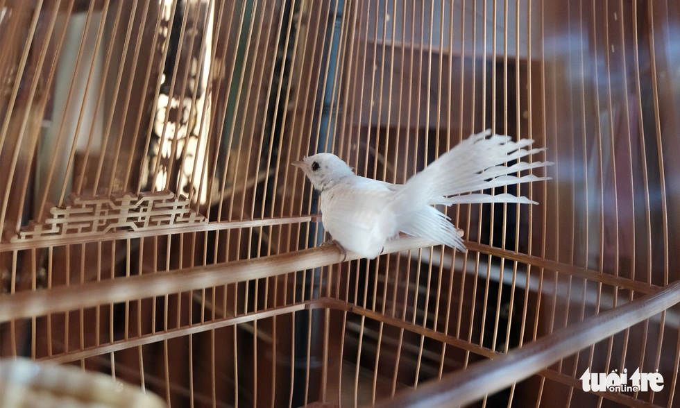 Chiêm ngưỡng chào mào bạch vương độc nhất vô nhị, giá nửa tỉ không bán - Ảnh 9. Chiêm ngưỡng chào mào bạch vương độc nhất vô nhị, giá nửa tỉ không bán - Ảnh 9.