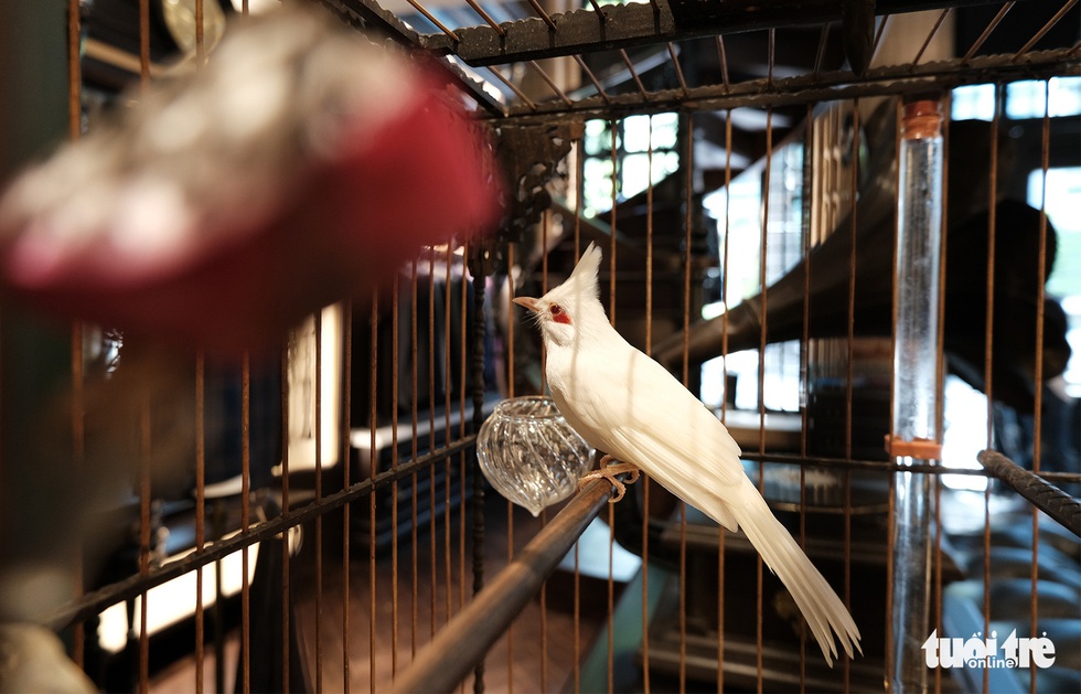 Chiêm ngưỡng chào mào bạch vương độc nhất vô nhị, giá nửa tỉ không bán - Ảnh 1. Chiêm ngưỡng chào mào bạch vương độc nhất vô nhị, giá nửa tỉ không bán - Ảnh 1.
