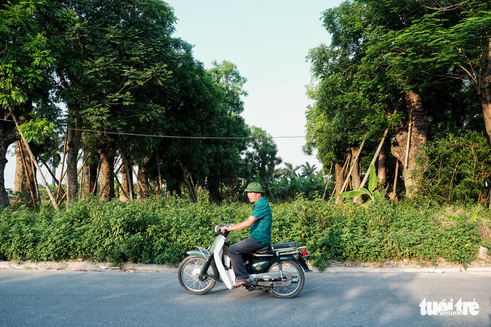 Hơn 100 cây xanh dự án đường sắt Nhổn - ga Hà Nội bị bỏ mặc, nhiều cây chết khô, mục ruỗng - Ảnh 2.