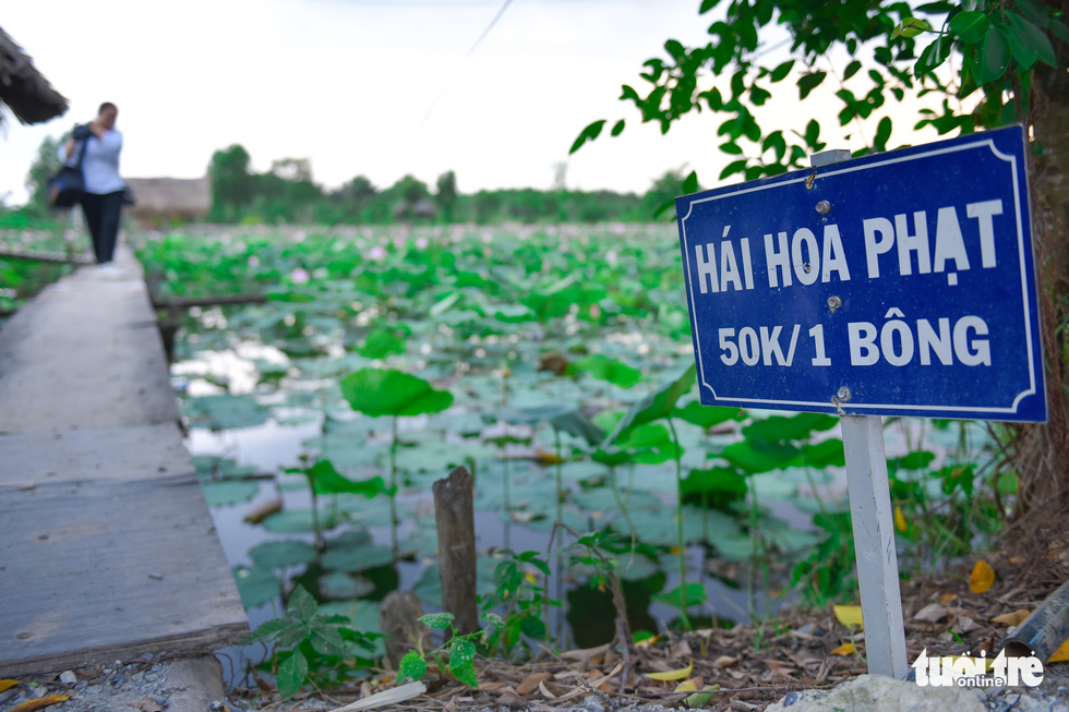 Thỏa thích tung tẩy giữa cánh đồng hoa rực rỡ tại quận 9 - Ảnh 9.