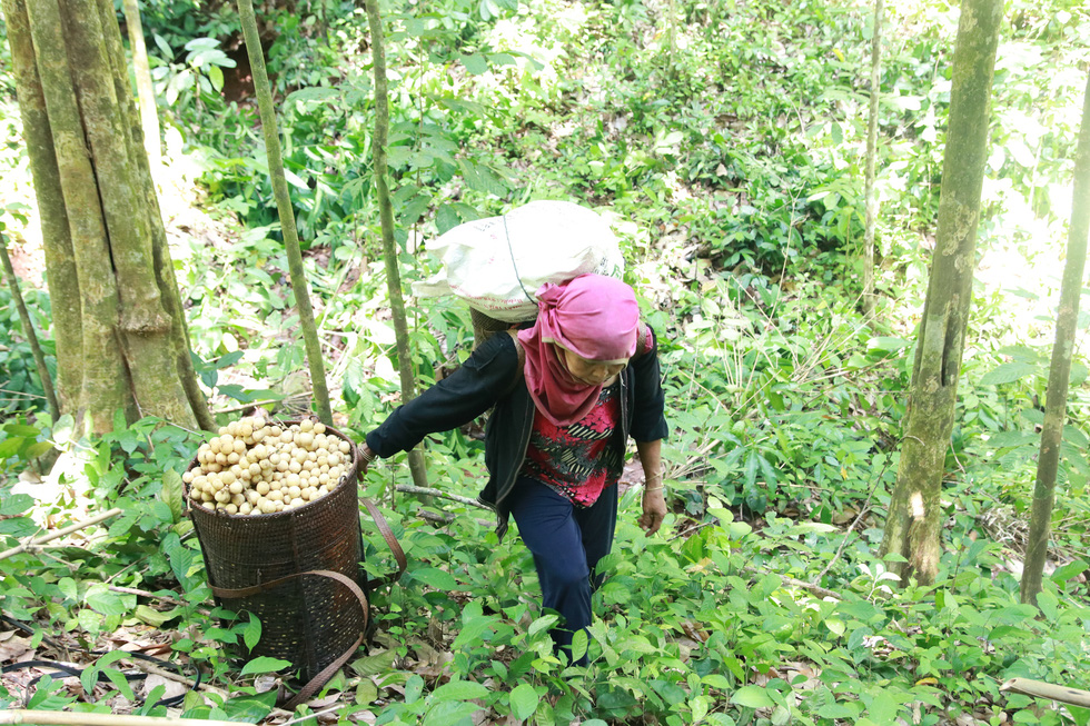 Mùa thu hoạch bòn bon ăn hoài mệt nghỉ ở xứ Quảng - Ảnh 3.