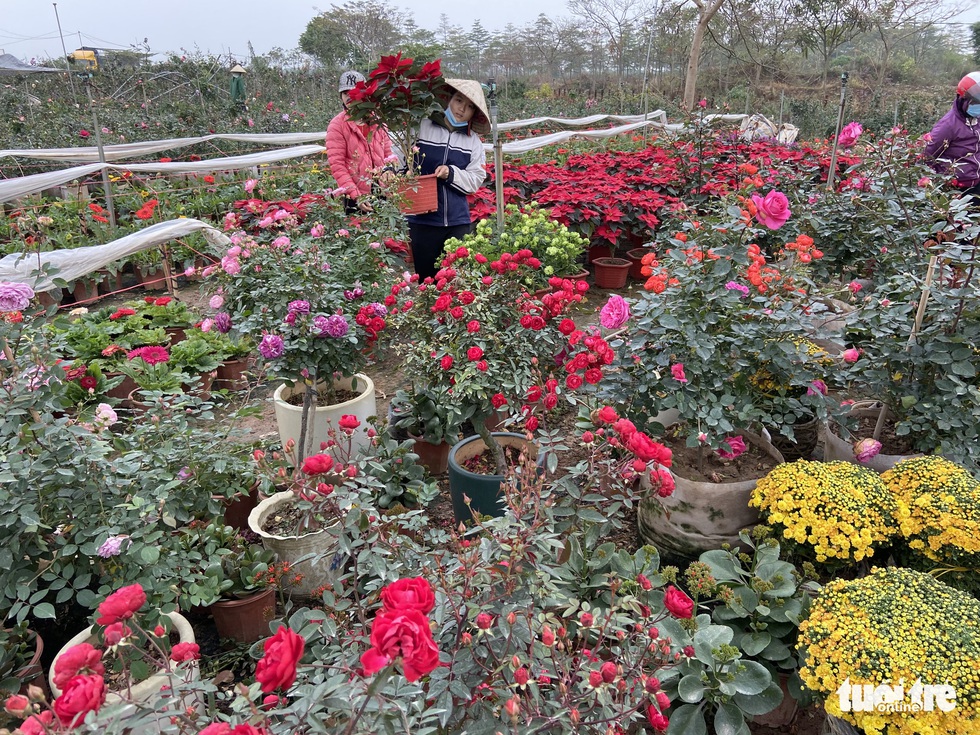Tấp nập buôn bán, làng trồng hoa Hạ Lôi gỡ gạc sau lần bị phong tỏa - Ảnh 3. Tấp nập buôn bán, làng trồng hoa Hạ Lôi gỡ gạc sau lần bị phong tỏa - Ảnh 3.