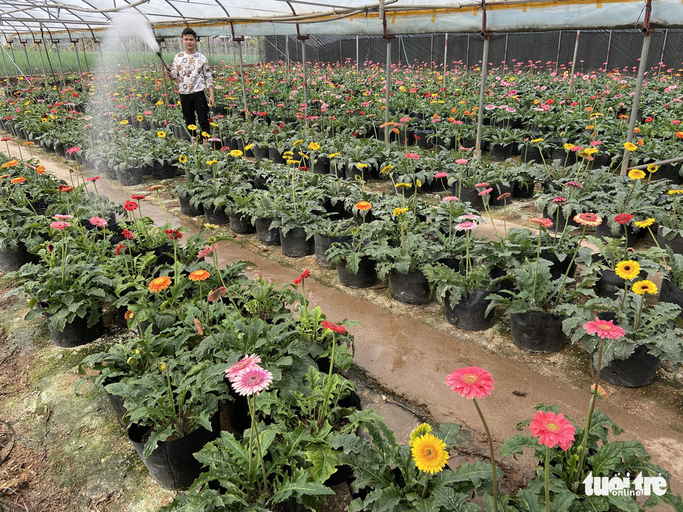 Tấp nập buôn bán, làng trồng hoa Hạ Lôi gỡ gạc sau lần bị phong tỏa - Ảnh 5. Tấp nập buôn bán, làng trồng hoa Hạ Lôi gỡ gạc sau lần bị phong tỏa - Ảnh 5.