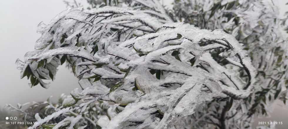 The white frost on the top of Cao Ly in Quang Ninh - Photo 1.