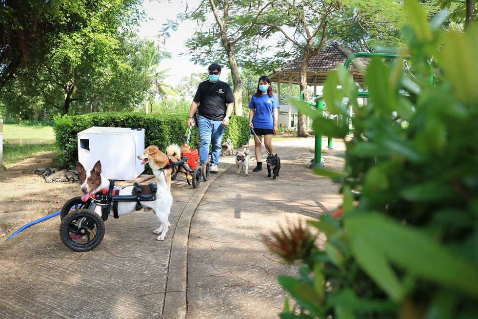 Cặp đôi vợ Việt chồng Tây làm xe lăn cho chó mèo khuyết tật ở Sài Gòn - Ảnh 1.